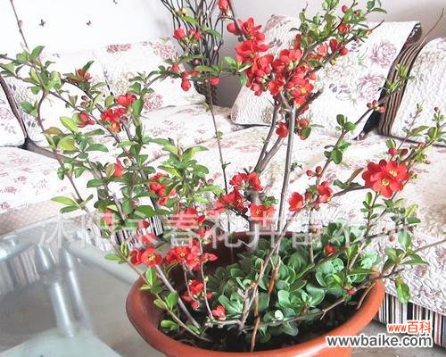 打造独特的盆景风景， 海棠盆景的养护之道