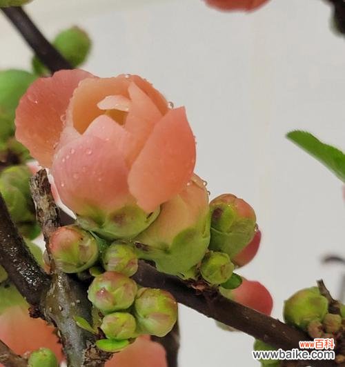 打造独特的盆景风景， 海棠盆景的养护之道