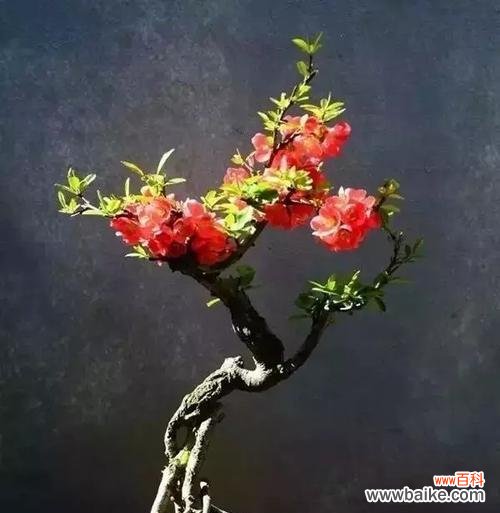 打造独特的盆景风景， 海棠盆景的养护之道