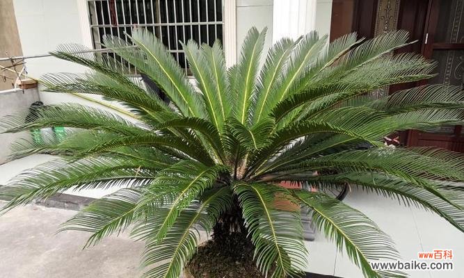 铁树养护秘籍，让您的植物茁壮成长！ 如何培育旺盛的铁树？