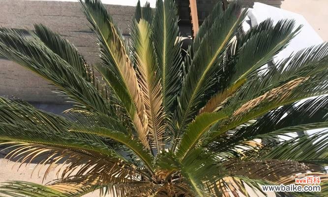 铁树养护秘籍，让您的植物茁壮成长！ 如何培育旺盛的铁树？