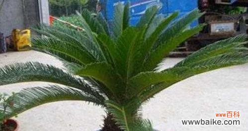 铁树养护秘籍，让您的植物茁壮成长！ 如何培育旺盛的铁树？