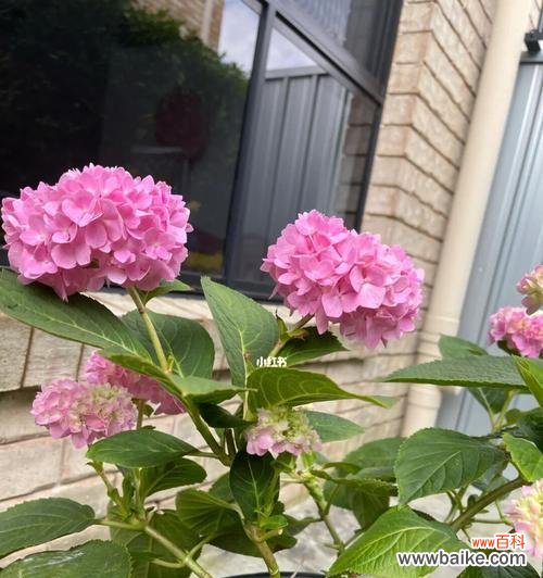 如何正确修剪绣球花保持美丽 绣球花春季修剪方法