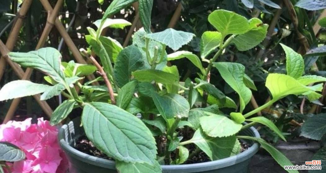 如何正确修剪绣球花保持美丽 绣球花春季修剪方法