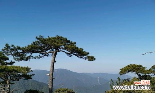 从树皮到叶子，一一道来 从树皮到叶子，一一道来