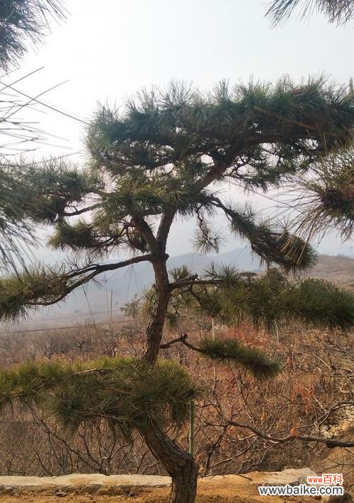 从树皮到叶子，一一道来 从树皮到叶子，一一道来