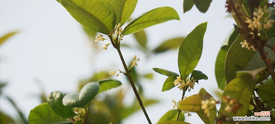 探究桂花之美,寻找它的“伙伴” 桂花之美