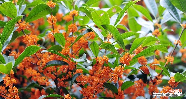 探究桂花之美,寻找它的“伙伴” 桂花之美