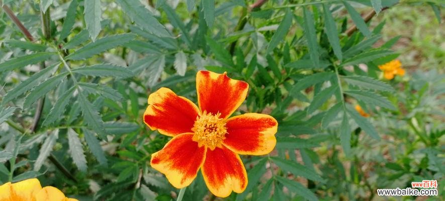 草本植物种类及其特点 探秘草本植物世界