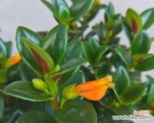 如何打造健康美丽的金鱼吊兰，最适合家居布置的盆栽 金鱼吊兰，家中好养的绿色小天使