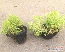 打造健康绿色园林，让生命之美永恒延续 金叶佛甲草的养护与管理