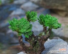 让您轻松打理绿色小天使 卷柏的养护技巧