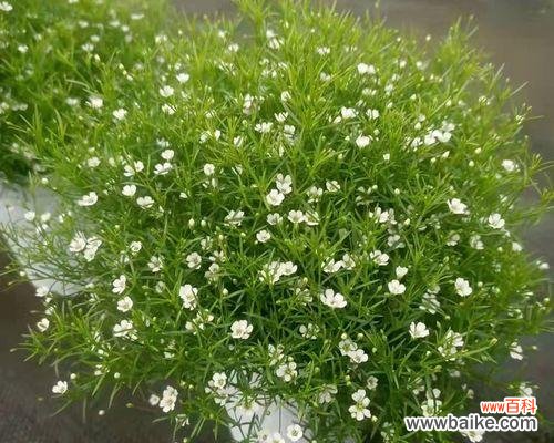 探究满天星花期长短的因素和如何合理种植 满天星的花期长短及生长特点