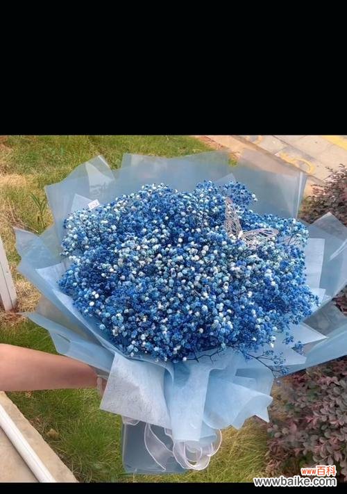 蓝色满天星花语的来源和解读 蓝色满天星花语的美丽与寓意