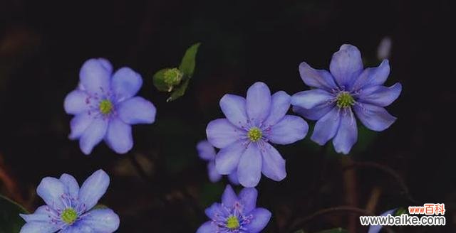 探寻曼陀罗花语的深层含义 蓝色曼陀罗花语的神秘之美