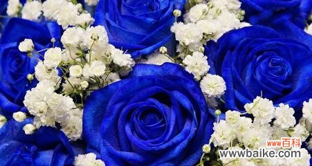 探索蓝色满天星的意义与寓意 蓝色满天星