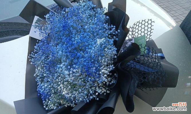 探索蓝色满天星的意义与寓意 蓝色满天星