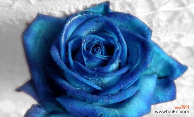 解读蓝色玫瑰的吉祥寓意和神秘传说 蓝色玫瑰的象征意义与传说