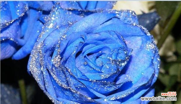 探秘蓝色玫瑰的意义与象征 以蓝色玫瑰花代表的花语及寓意解读