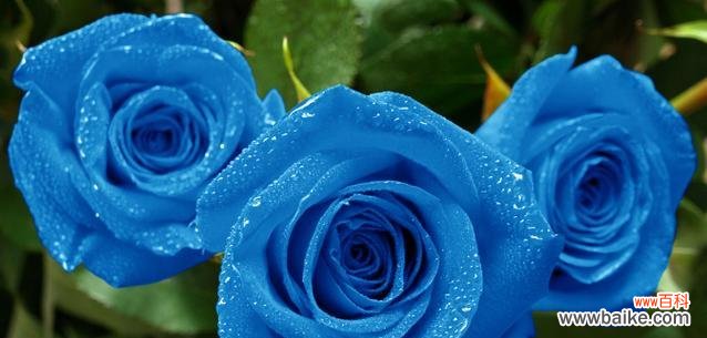 蓝色玫瑰花的寓意及其在不同文化中的传承 蓝色玫瑰花