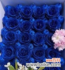 蓝色玫瑰花的寓意及其在不同文化中的传承 蓝色玫瑰花