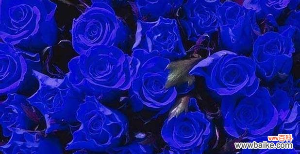 探索蓝色玫瑰花所传达的情感与象征 蓝色玫瑰花的花语与意义