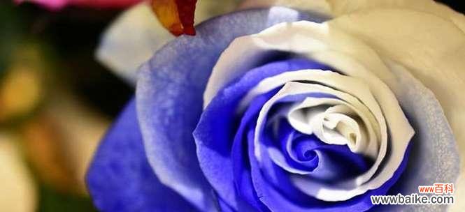 探索蓝色玫瑰背后的秘密 蓝色玫瑰花语的深层含义