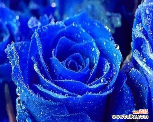 探索蓝色玫瑰背后的秘密 蓝色玫瑰花语的深层含义