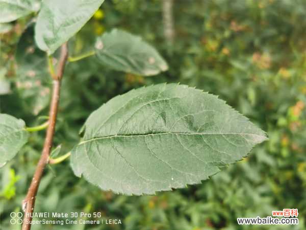 海棠花虫害及防治大全