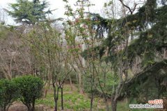 海棠花虫害及防治大全