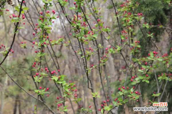 海棠花虫害及防治大全