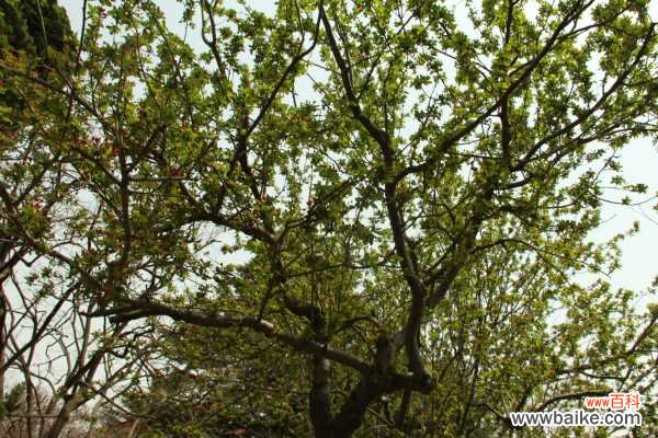 海棠花虫害及防治大全