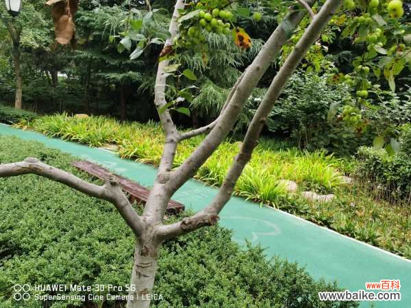 海棠花虫害及防治大全