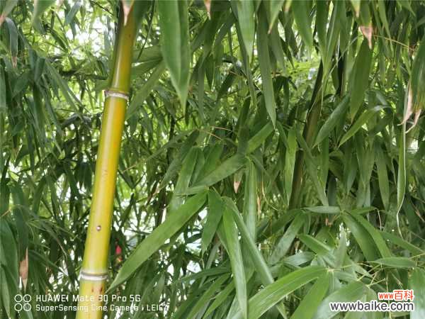 竹子黄叶怎么处理