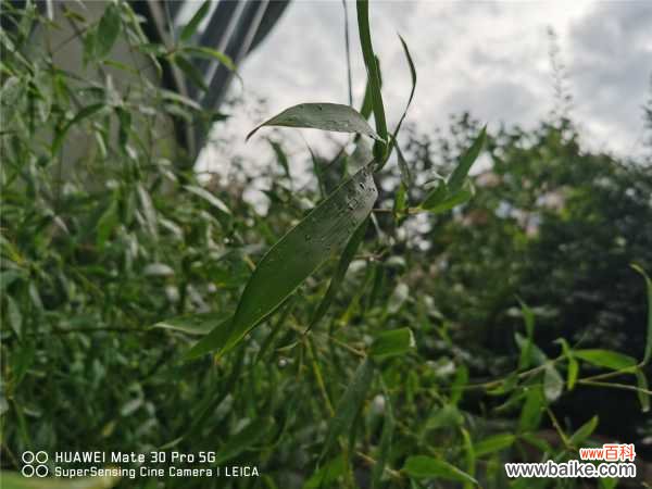 竹子黄叶怎么处理