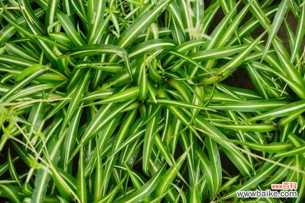 吊兰黄叶子怎么回事