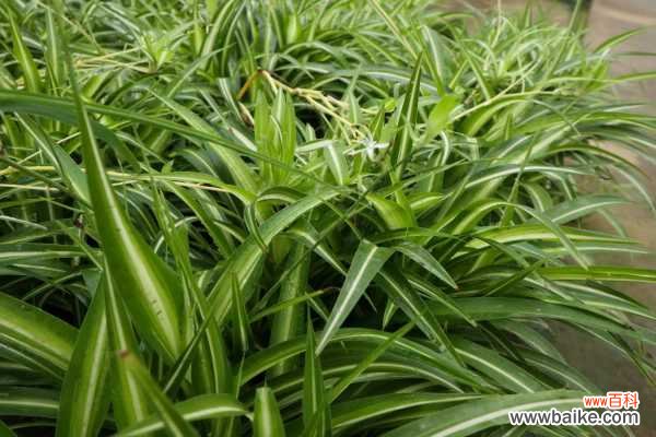 吊兰黄叶子怎么回事