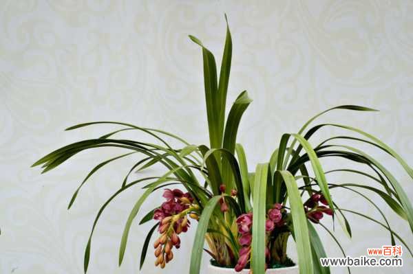 大花蕙兰叶子发黄怎么办