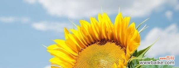 向日葵的花语是什么?如何表达爱意和尊敬?