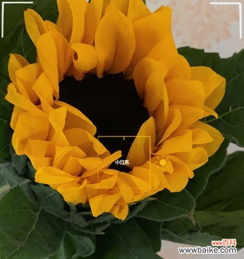 向日葵的花语是什么？向日葵的传说有哪些？