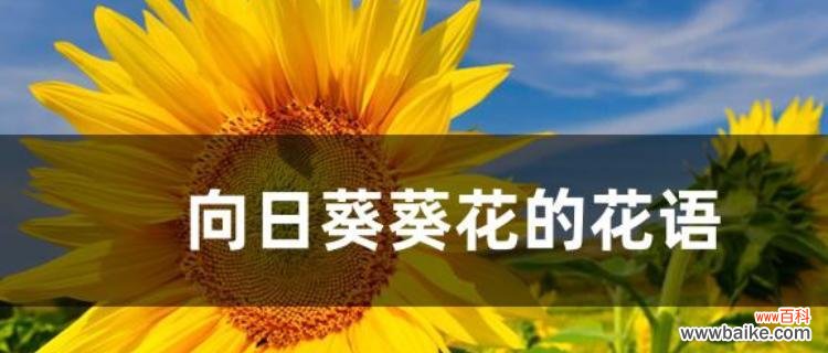向日葵的花语是什么？向日葵的传说有哪些？