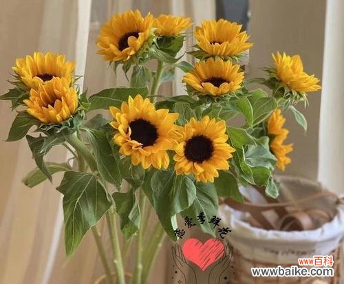 向日葵的花语是什么？向日葵的传说有哪些？