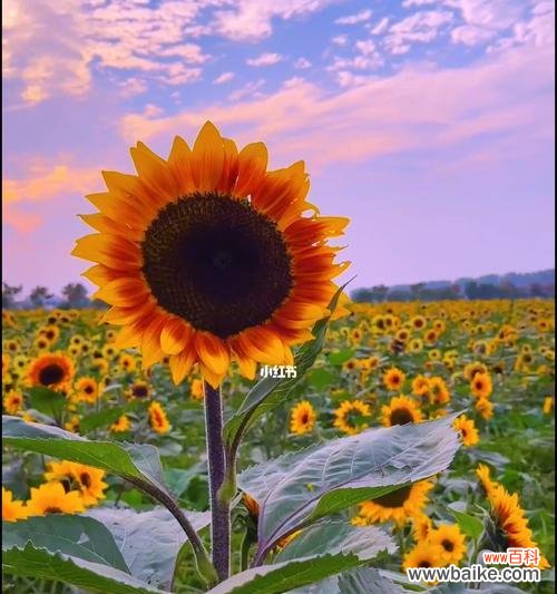 向日葵花的寓意是什么？花语有哪些含义？