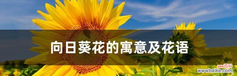 向日葵花语是什么？适合送给哪些人？