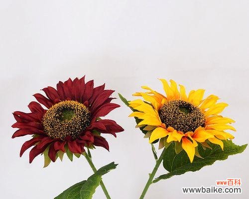 向日葵的寓意是什么？送几朵最合适？