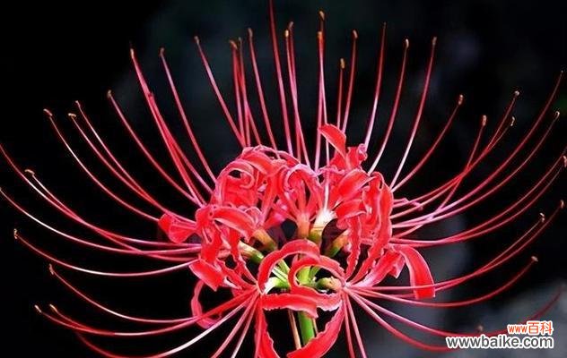 象征爱情至死不渝的植物有哪些?它们的花语是什么?