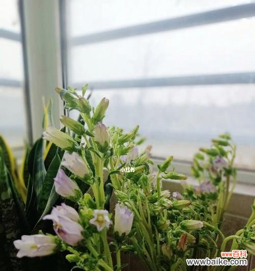 象征爱情至死不渝的植物有哪些?它们的花语是什么?