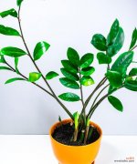 象征财富的植物有哪些？它们各自代表什么含义？