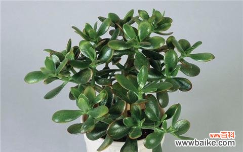 象征财运的植物有哪些？如何正确养护以招财进宝？