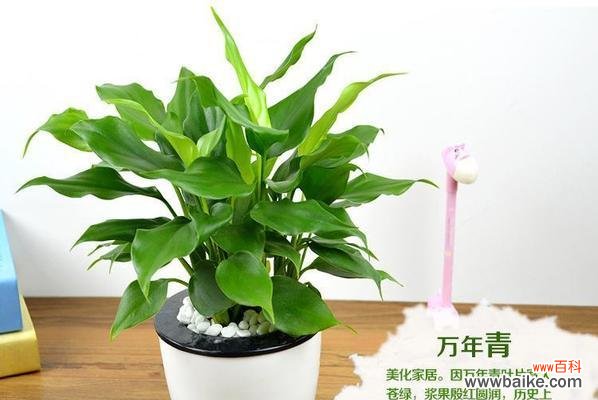 象征财运的植物有哪些？如何正确养护以招财进宝？